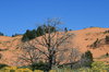 Coral Pink sand dunes