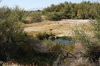 Ash Meadows