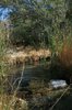 Ash Meadows