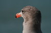 Sea gull at Pier 39