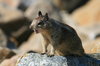 Squirrels 4