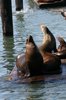 Pier 39