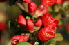Springflowers