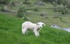 Lamb