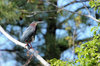 Green Heron