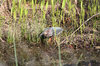 Green Heron