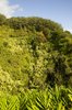 Green, green, green