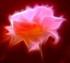 Abstract Rose 1