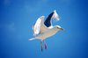 gull