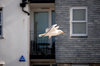 gull