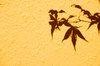 acer shadow
