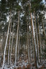 Snowy pines