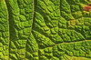 Leaf texture