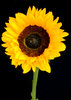Sunshine