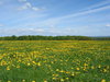Dandelion everywhere