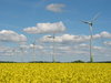 wind mills and yellow field 1
