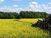 Yellow field and forest
