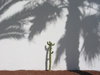 Lonely cactus