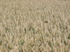 wheat field 3