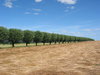 willow avenue 2
