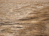 sea of seed