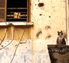 Cat on the ledge