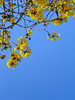 Spring fever