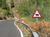 cow warning