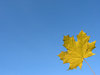 Late autumn maple 4