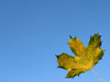 Late autumn maple 2