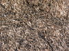 seaweed texture
