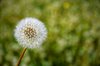 Dandelion globe