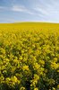 Yellow fields 4
