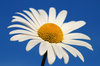 Daisy 2