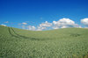 Wheat Field