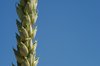 Wheat Closeup 3