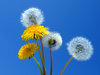 Dandelion