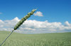 Wheat and Field 2