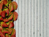 Wall and Plant 1