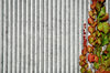 Wall and Plant 3