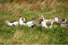 Geese 4