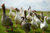 Geese Gang 2