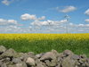 windmills, yellow field and ro