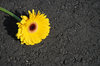 Gerbera on street