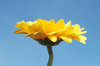 Gerbera 2