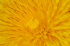 Dandelions 3