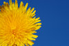 Dandelions 1