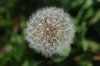 Maturing Dandelions 1