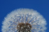 Dandelion Globes 2