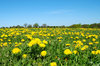 Dandelion world 2